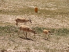可可西里-藏羚羊